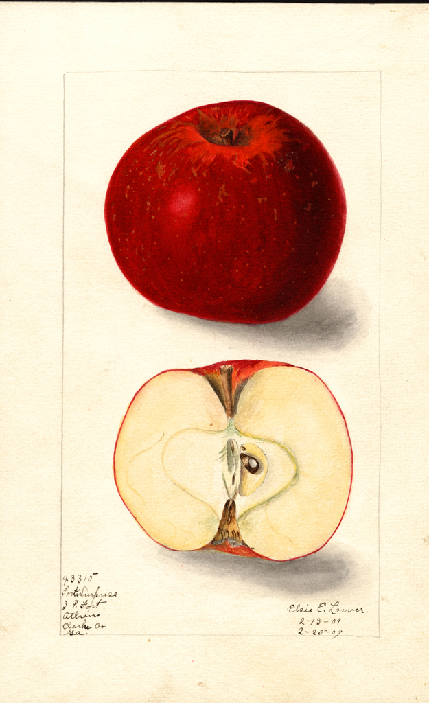 Apples, Forts Surprise (1909)