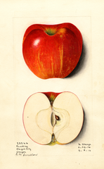 Apples, Foundling (1914)