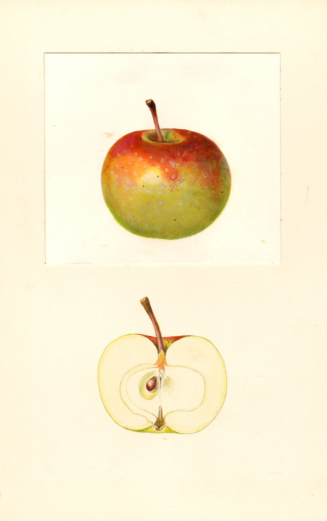 Apples, Francesca (1939)