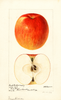 Apples, Frank Christian (1894)