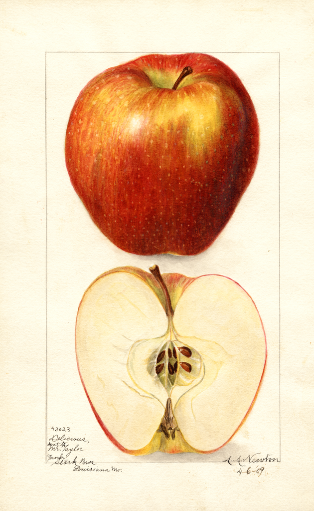 Apples, Delicious (1909)
