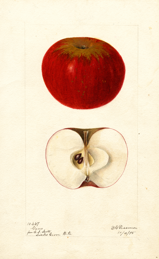 Apples, Gano (1895)