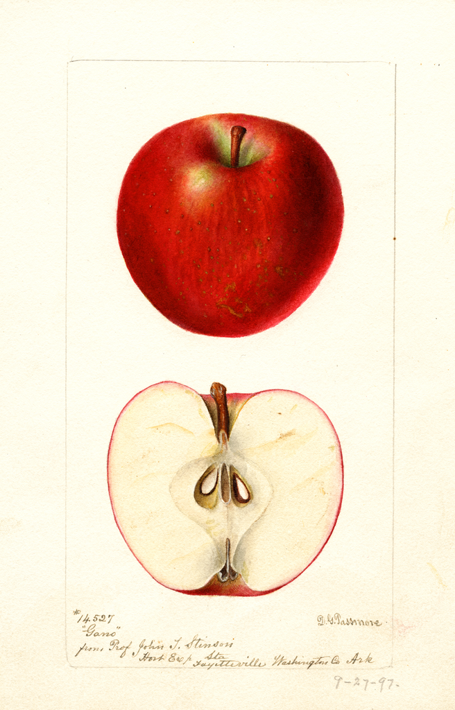 Apples, Gano (1897)