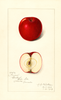 Apples, Gano (1913)