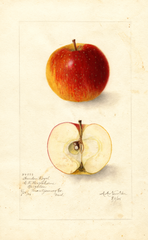 Apples, Garden Royal (1905)