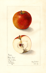 Apples, Garden Sweet (1912)