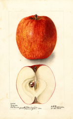 Apples, Garfield (1903)