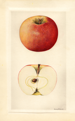Apples, Garnet (1930)