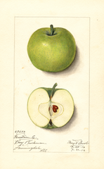 Apples, Garreston Early (1913)