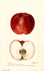 Apples, Garst (1896)