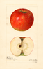 Apples, Gascoyne (1921)