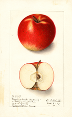 Apples, Gasconis Scarlet Seedling (1907)