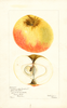 Apples, Geflammter Cardinal (1900)