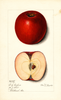 Apples, Esopus