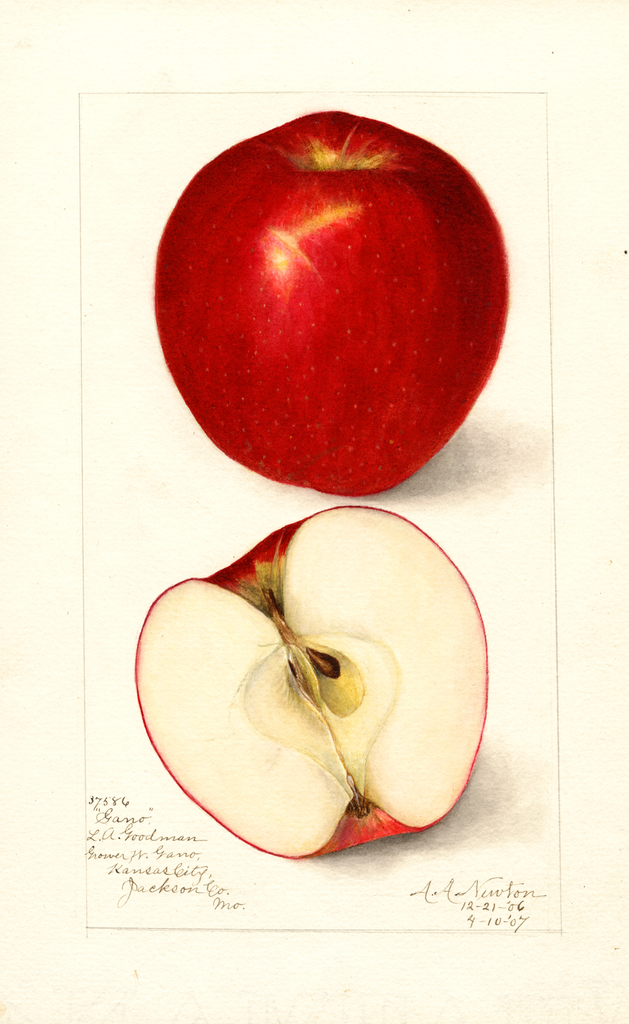 Apples, Gano (1907)