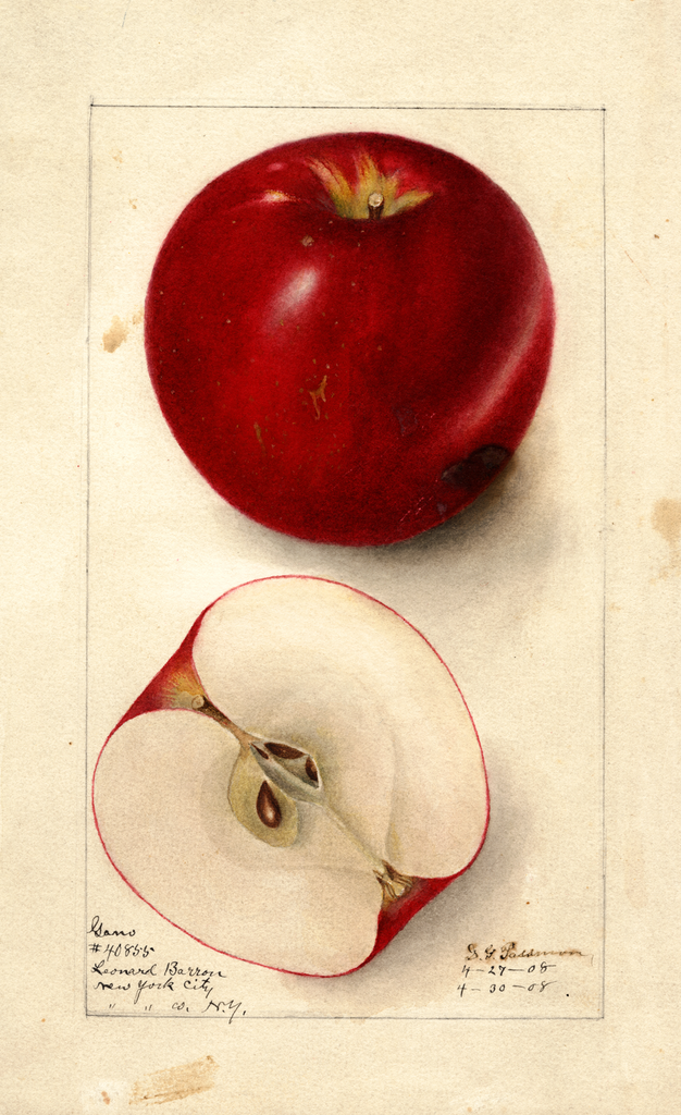 Apples, Gano (1908)
