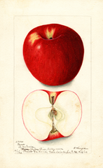 Apples, Gano (1902)