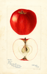 Apples, Gano (1897)