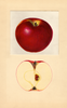 Apples, Gano (1937)