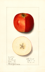 Apples, Gano (1914)