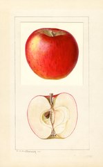 Apples, Fyan (1937)