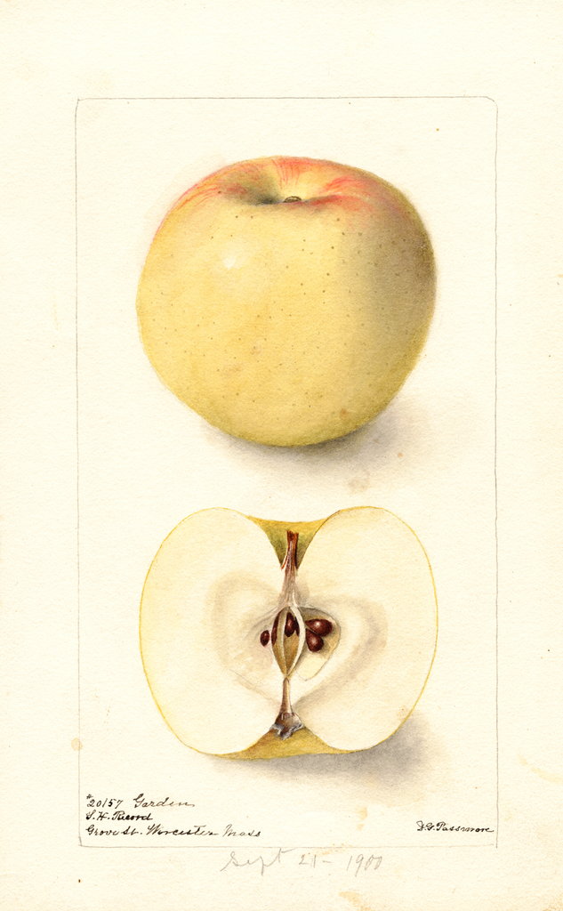 Apples, Garden (1900)