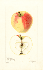 Apples, Garden Gem (1901)