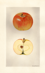 Apples, Garden Royal (1930)
