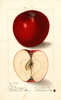Apples, Gano (1908)