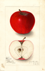Apples, Gano (1912)