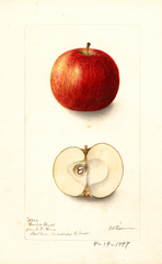Apples, Garden Royal (1899)