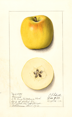 Apples, Grimes (1912)