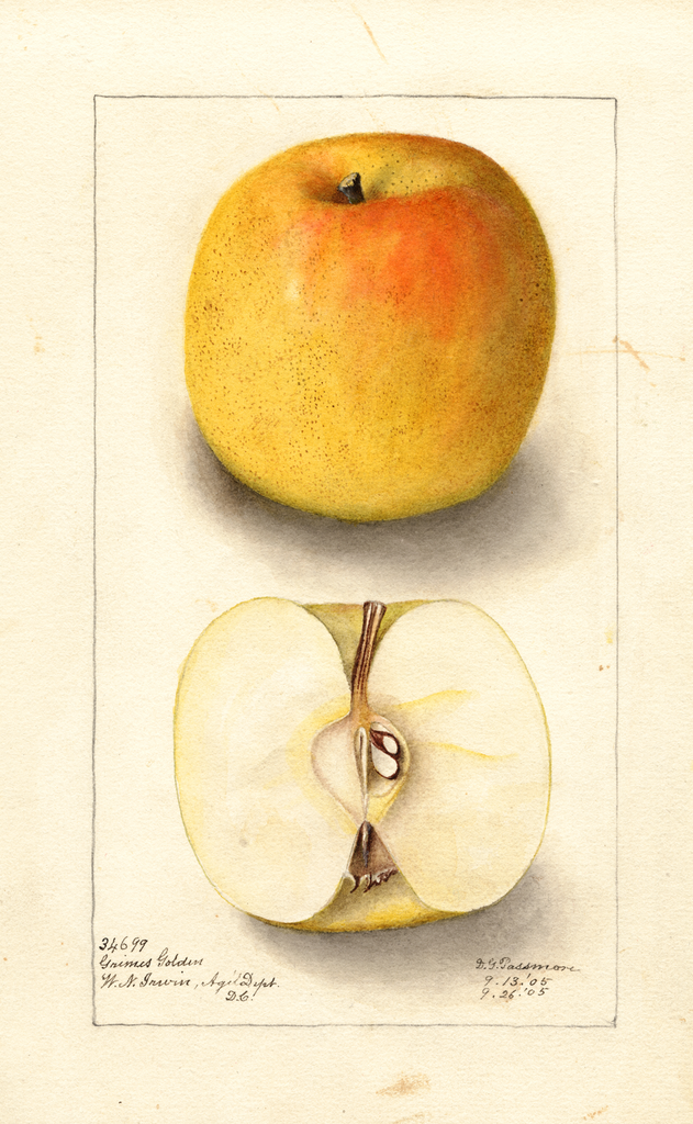 Apples, Grimes Golden (1905)