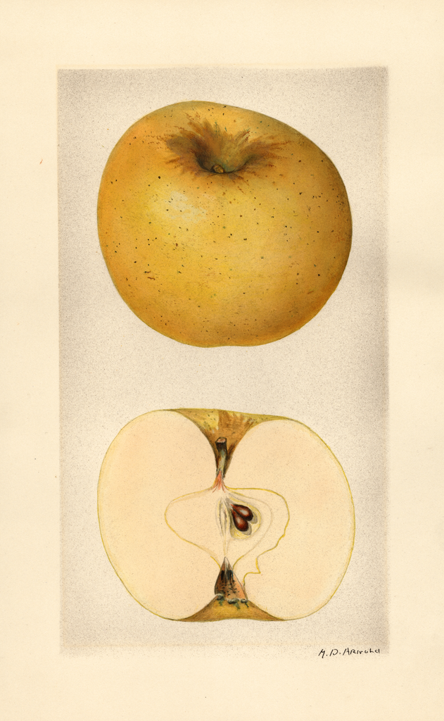 Apples, Grimes Golden (1928)
