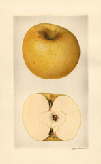 Apples, Grimes Golden (1928)
