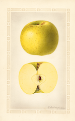 Apples, Grimes Golden (1924)