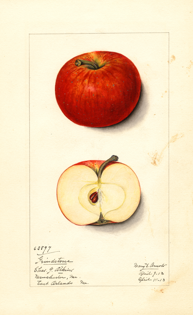 Apples, Grindstone (1913)
