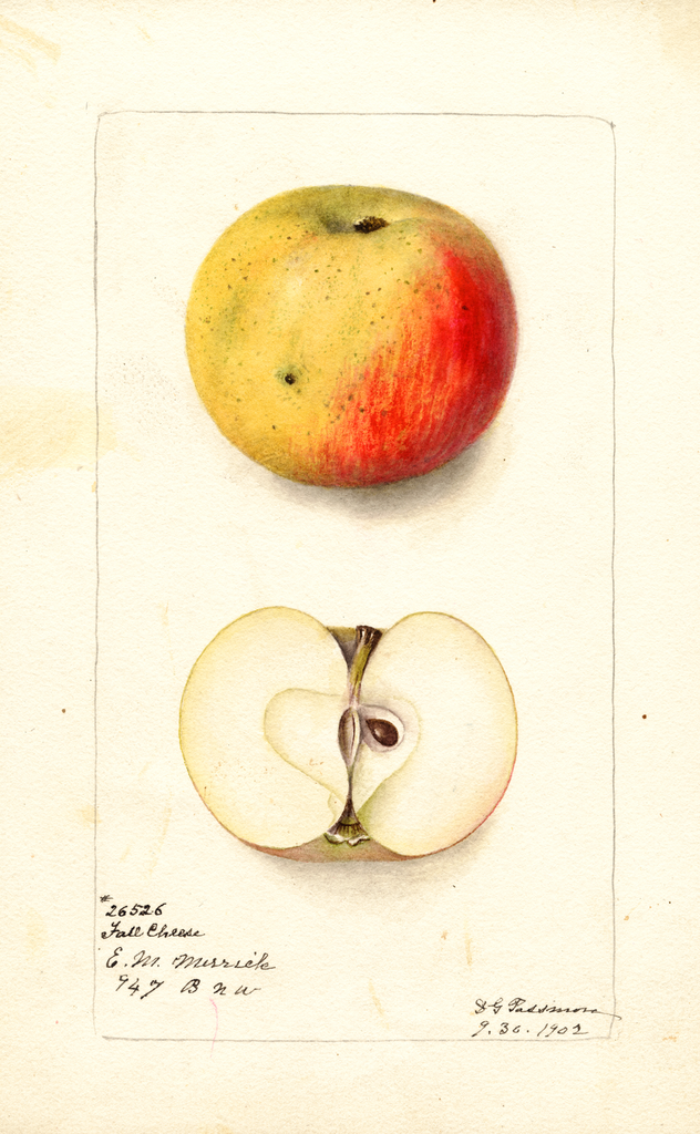 Apples, Fall Cheese (1902)