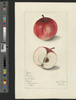 Apples, Fameuse (1912)
