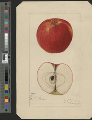 Apples, Fameuse (1921)