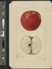 Apples, Fameuse (1921)