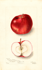 Apples, Fameuse Sucre (1904)