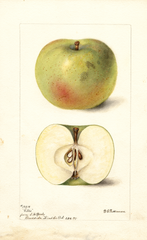 Apples, Gibbs (1899)