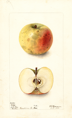 Apples, Gibbs (1900)