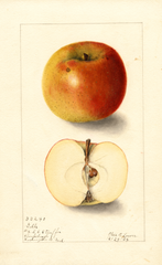 Apples, Gibbs (1904)