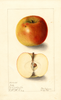 Apples, Gibbs (1904)