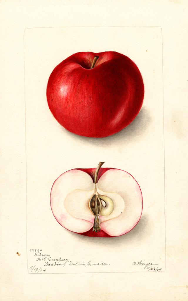 Apples, Gibson (1904)
