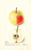 Apples, Gideon (1899)