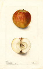 Apples, Gideon Sweet (1902)