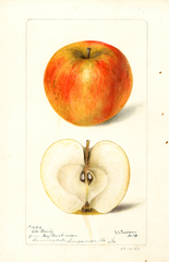 Apples, Gills Beauty (1897)